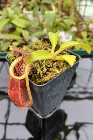 Nepenthes spathulata x (burbidgeae x edwardsiana) | Borneo Exotics | BE-3978 | H20273