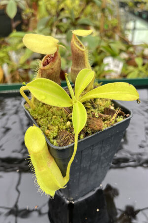 Nepenthes spathulata | Borneo Exotics | BE-3175 | H20274