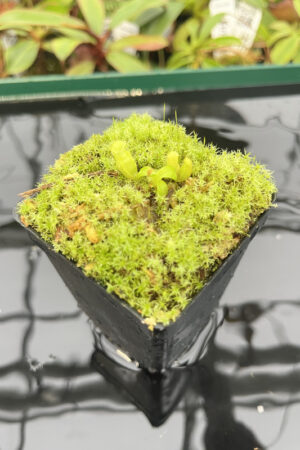 Nepenthes villosa x edwardsiana | JH | Clone 1 | Florae | 322.01 | H20276