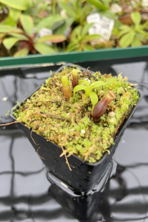 Nepenthes singalana Belirang x villosa | JH | Florae | 353.07 | H20277