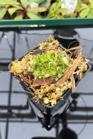 Nepenthes platychila | PT |  | Florae | Seed Grown | H20279