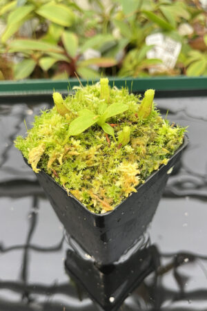 Nepenthes burbidgeae x villosa | JH | Clone 6 | Florae | 357.06 | H20280