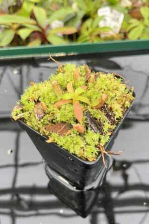 Nepenthes ephippiata Hose Mountains | JH | Florae | 45.02 | H20281