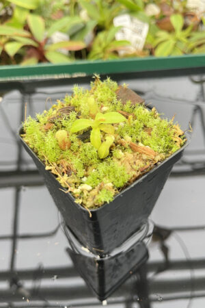 Nepenthes burbidgeae x villosa | JH | Clone 9 | Florae | 357.09 | H20283