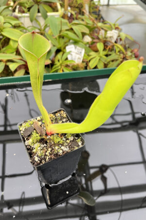 Heliamphora folliculata K x purpurascens 'Giant' | Andreas Wistuba | Basal Division | H20284