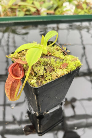 Nepenthes spathulata x jacquelineae | Borneo Exotics | BE-3894 | H20287