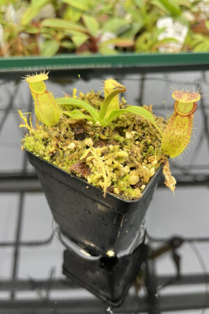 Nepenthes hamata x gymnamphora | Borneo Exotics | BE-4553 | H20288