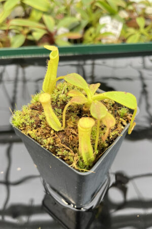 Nepenthes zakriana | Borneo Exotics | BE-3068 | H20290