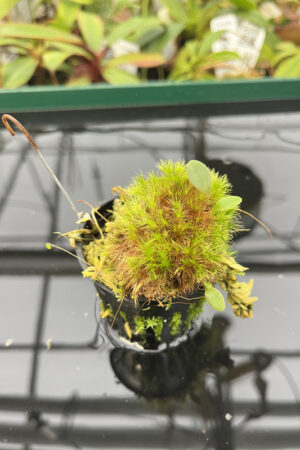 Utricularia quelchii {Kukenan Tepui, Venezuela} | Best Carnivorous Plants | H20293