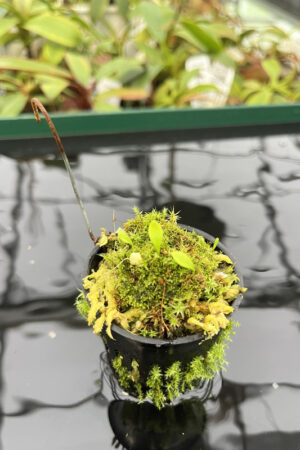 Utricularia quelchii {Peter Harbart clone} | Best Carnivorous Plants | H20294