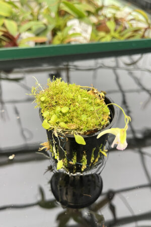 Utricularia jamesoniana {near Casabito, Dominican Republic} | Best Carnivorous Plants | 2029 | H20295