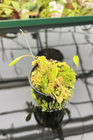 Utricularia quelchii {Christian Klein clone} | Best Carnivorous Plants | H20299