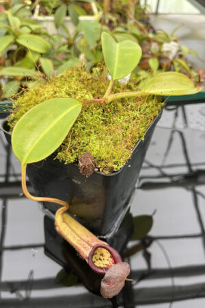 Nepenthes burbidgeae x robcantleyi | Borneo Exotics | BE-4038 | N20238