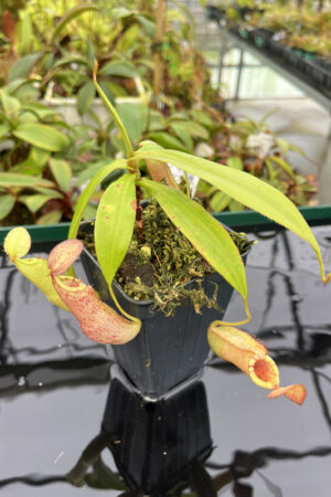 Nepenthes spectabilis x mirabilis var. globosa | Borneo Exotics | 4523 | N20239