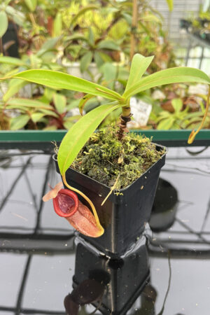 Nepenthes singalana x tenuis | Borneo Exotics | BE-3988 | N20244