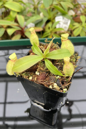 Nepenthes (mirabilis var. globosa x ampullaria 'super squat') x (marbilis var. globosa x ampullaria 'Black Mir | Florae | Seed Grown | L20246