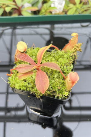 Nepenthes veitchii x ventricosa | Borneo Exotics | BE-4500 | N20248