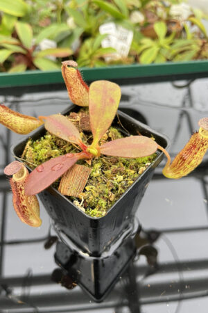 Nepenthes zakriana | Borneo Exotics | 3465 | N20249