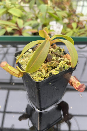 Nepenthes ceciliae | Borneo Exotics | 4600 | N20251