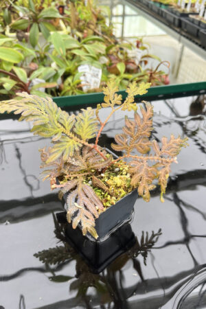 This is a close up photo of Selaginella sp. This is a Rooted Cutting plant propagated by Florae.