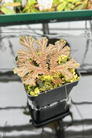 This is a close up photo of Selaginella sp. This is a Rooted Cutting plant propagated by Florae.