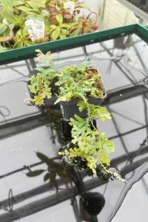 This is a close up photo of Selaginella sp. This is a Rooted Cutting plant propagated by Florae.
