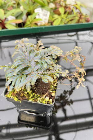 This is a close up photo of Selaginella sp. This is a Rooted Cutting plant propagated by Florae.