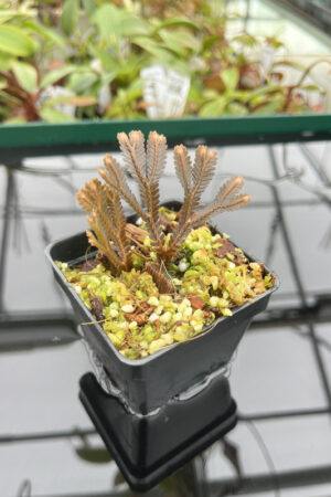 This is a close up photo of Selaginella sp orange (Indonesia). This is a Rooted Cutting plant propagated by Florae.