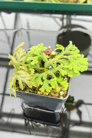 This is a close up photo of Selaginella sp peru. This is a Rooted Cutting plant propagated by Florae.