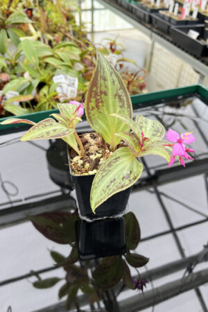 This is a close up photo of Sonerila cantonensis (Vietnam). This is a Rooted Cutting plant propagated by Florae.
