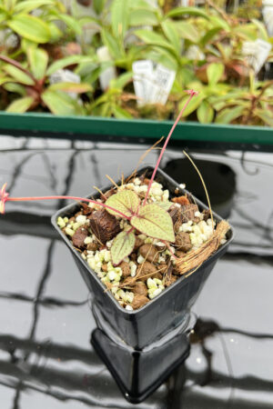 This is a close up photo of Sonerila sp Skinwalker (Vietnam). This is a Rooted Cutting plant propagated by Florae.