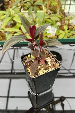 This is a close up photo of Sonerila sp vietnam. This is a Rooted Cutting plant propagated by Florae.