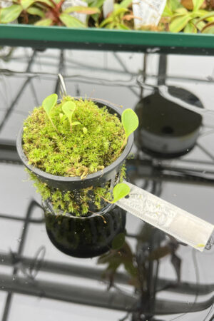 This is a close up photo of Utricularia quelchii. This is a Tissue Culture plant propagated by Best Carnivorous Plants.