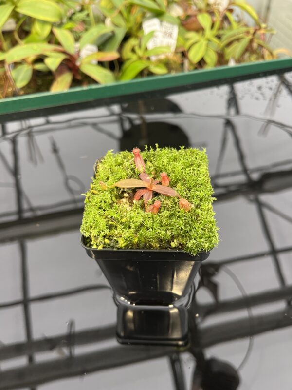Wide Angle of Nepenthes albomarginata, red (Gunung Jerai) | Florae | SG | Florae Collaborative | FC-367 | 20319