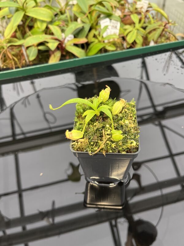 Wide Angle of Nepenthes aristolochioides x Leviathan | FB | Florae | Florae Collaborative | FC-313.01 | 20314