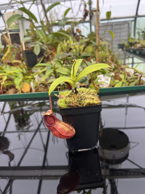 Wide Angle of Nepenthes aristolochioides x diabolica | Borneo Exotics | BE-3898 | 20329