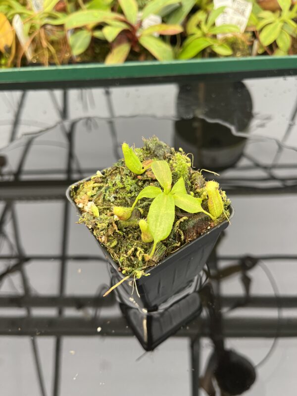 Wide Angle of Nepenthes boschiana x villosa | JH | Florae | Florae Collaborative | FC-366.09 | 20311