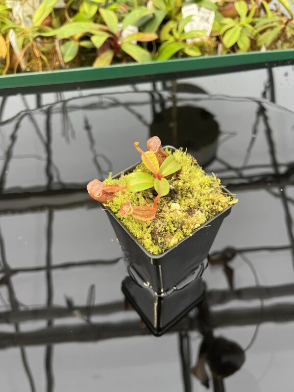 Wide Angle of Nepenthes dactylifera (formerly N. fusca) | Borneo Exotics | BE-3070 | 20324