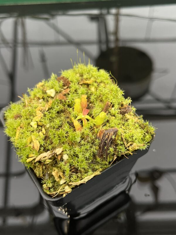 Wide Angle of Nepenthes edwardsiana | Clone 7 | Florae Collaborative | FC-373.07 | 20331