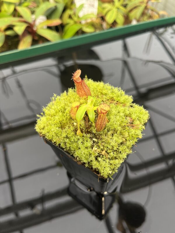 Wide Angle of Nepenthes hamata (Katopasa) x edwardsiana | Florae | Clone 6 | Florae Collaborative | FC-266.06 | 20327