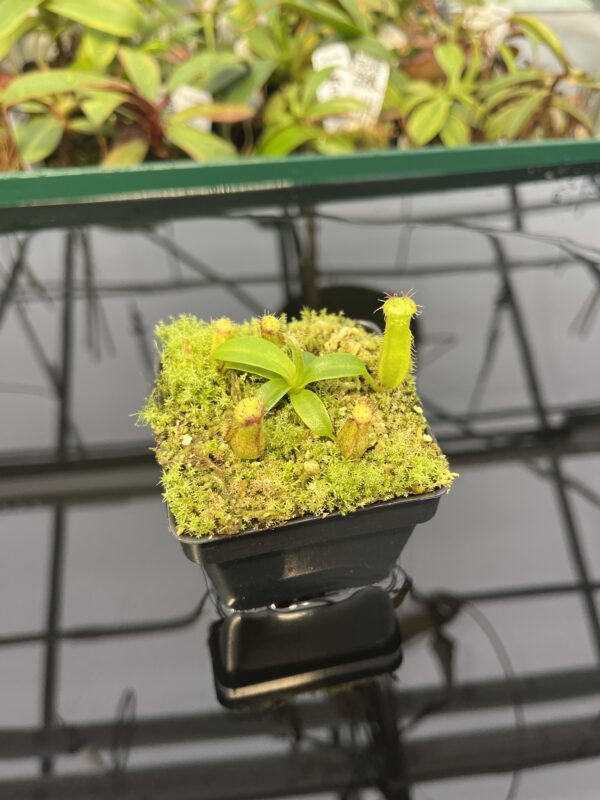 Wide Angle of Nepenthes hamata (katopasa) x edwardsiana| Clone 4 | Florae Collaborative | FC-266.04 | 20330