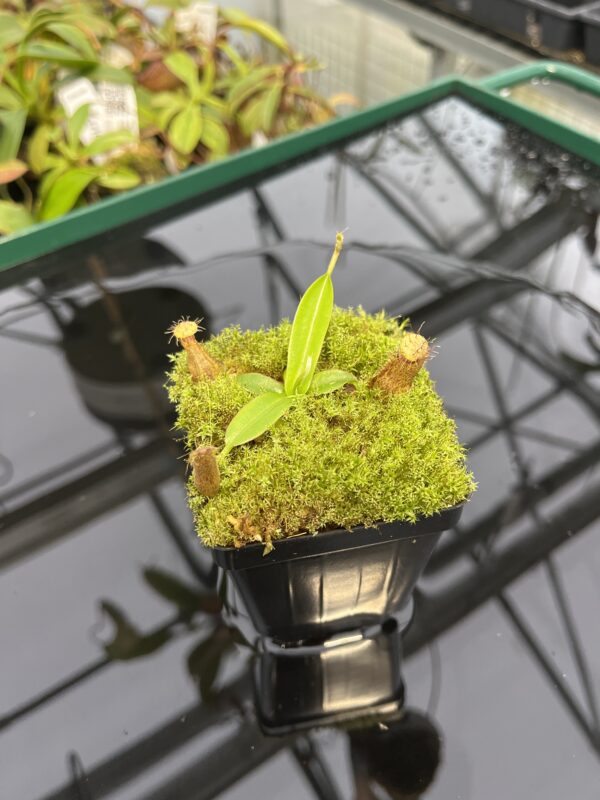 Wide Angle of Nepenthes hamata katopasa x hamata katopasa | JH | Clone 2 | Florae Collaborative | FC-337.02 | 20325