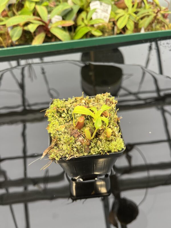 Wide Angle of Nepenthes lowii | Borneo Exotics | BE-3100 | 20323