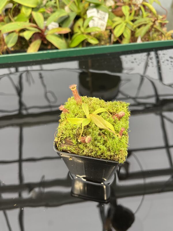 Wide Angle of Nepenthes [(lowii x veitchii) x boschiana] x [(veitchii x maxima) x veitchii] x (lowii x merrilliana) | Florae | Clone 5 | Florae Collaborative | FC-398.05 | 20318