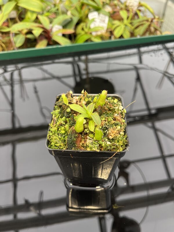 Wide Angle of Nepenthes mollis (tricolor) x veitchii ‘Candy Dreams’ | Francis Bauzon | Clone 3 | Florae Collaborative | FC-342.03 | 20320