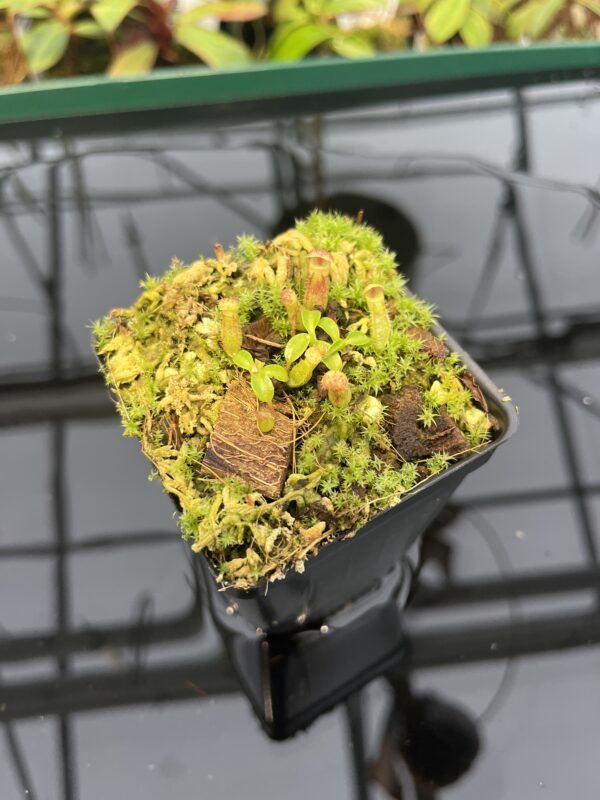Wide Angle of Nepenthes rajah {mix of clones, Mt. Tambuyukon, Borneo, 2500m} | Best Carnivorous Plants | BCP-2006 | 20328