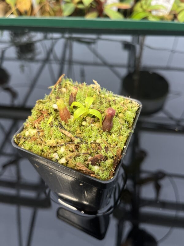 Wide Angle of Nepenthes singalana Belirang x villosa | JH | Florae Collaborative | FC-353.07 | 20326