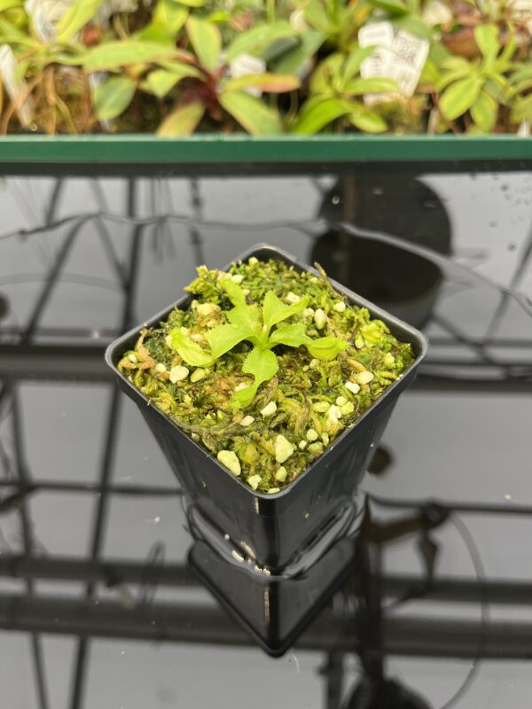 Wide Angle of Nepenthes truncata (c) #55 x truncata (a) | Florae | Seed Grown | Florae Collaborative | FC-453.00 | 20316