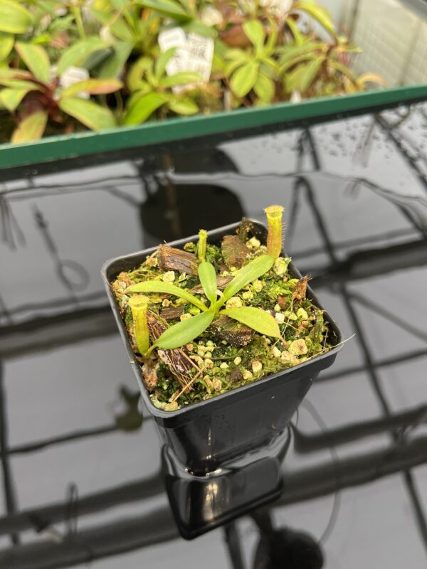 Wide Angle of Nepenthes (veitchii x lowii) x edwardsiana | Florae | Florae Collaborative | FC-122.13 | 20317