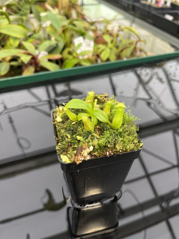 Wide Angle of Nepenthes ventricosa B1 x macrophylla | JH | Florae | Florae Collaborative | FC-359.01 | 20310